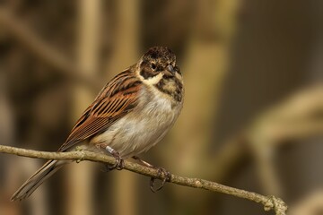 Closeup of a common reed bunting bird perched on a tree branch with a blurry background