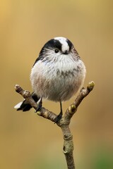 Vertical shot of a long-tailed tit perched on a tree branch