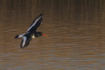 Oystercatcher flying above a lake with a blurry background