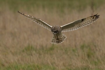 Short-eared owl flying above a field with a blurry background