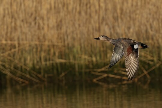 Male gadwall flying above a lake with a blurry background
