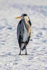 Grey heron standing on a shoreline near a body of white foamy water