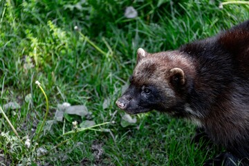 closeup of a Wolverine walking in lush green grass in an outdoor setting