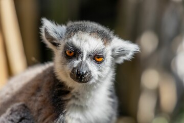 Portrait of a beautiful lemur with yellow eyes with a blurry background