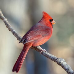 Vibrant red Northern Cardinal perched atop a tree branch