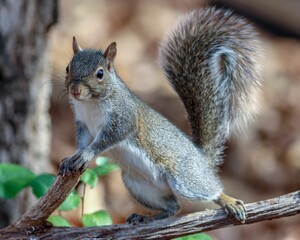 Cute squirrel on the end of a log gazing off into the horizon with an inquisitive expression