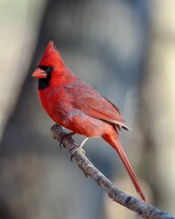 Vertical selective shot of a bright red cardinal bird perched on a tree branc