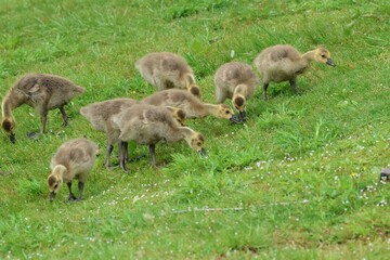 Closeup of domestic geese in a lush green field on a sunny day