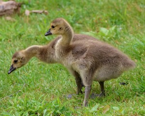 Closeup of small domestic geese in a lush green field on a sunny day