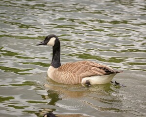 Closeup of a Goose swimming peacefully in a tranquil body of water