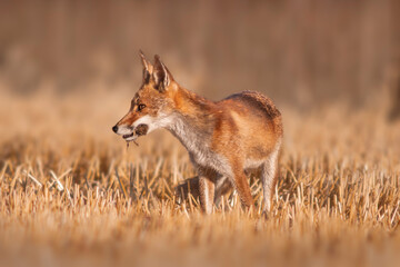 Naklejka na ściany i meble one red fox (Vulpes vulpes) stands on a harvested stubble field with a mouse in its snout and looks for prey