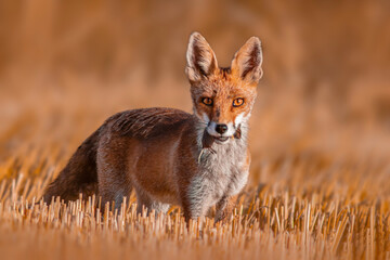 one red fox (Vulpes vulpes) stands on a harvested stubble field with a mouse in its snout and looks...