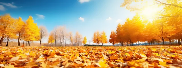 Foto op Canvas A carpet of beautiful yellow and orange fallen leaves against a blurred natural park and blue sky on a bright sunny day. Natural autumn landscape © Eli Berr
