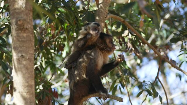 Wild capuchin monkeys roaming in a protected environment. Video 4k