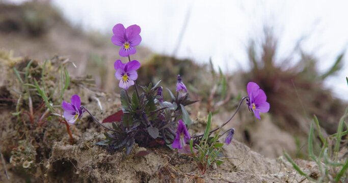Close-up view of wild pansies growing on the ground