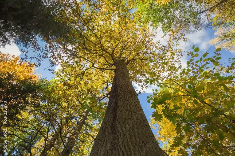 Aufkleber time lapse of autumn landscape in the forest with colorful trees under running clouds