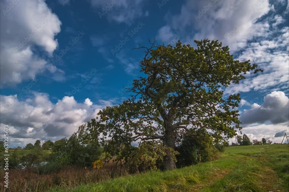 Aufkleber time lapse of autumn landscape in the forest with colorful trees under running clouds