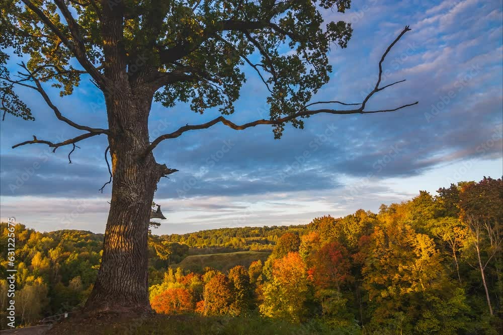 Poster time lapse of autumn landscape in the forest with colorful trees under running clouds