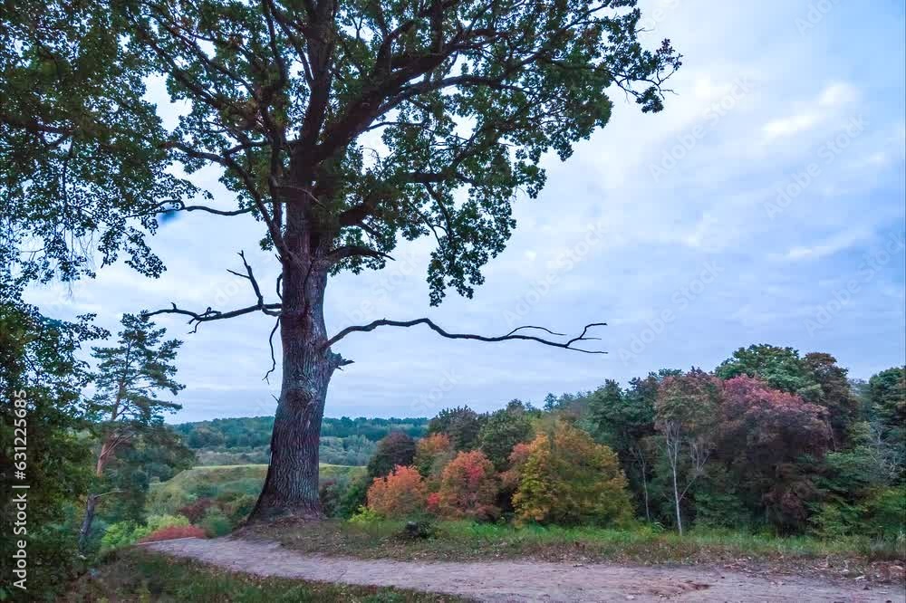 Poster time lapse of autumn landscape in the forest with colorful trees under running clouds