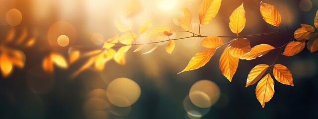 Beautiful blurred autumn background with yellow-gold leaves in the rays of sunlight on a dark natural background - obrazy, fototapety, plakaty
