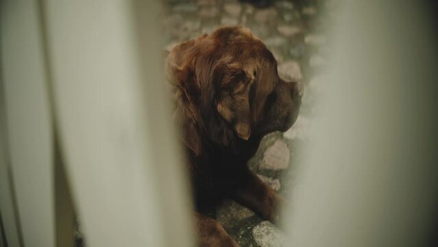 Selective-focus view of a brown labrador retriever laying on the floor