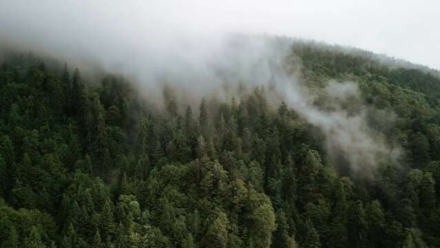 pine forest in mountains covered with fog after rain, green forest, summer, drone flight