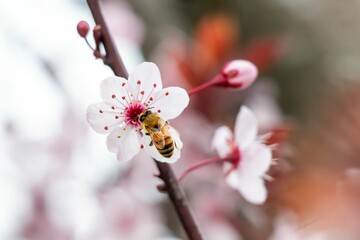 Closeup shot of a bee on a white flower. Cherry blossom.