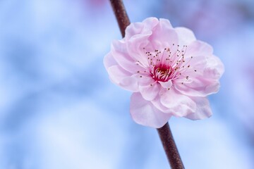 Closeup shot of a twig with a delicate pinkish-white flower. Cherry blossom.