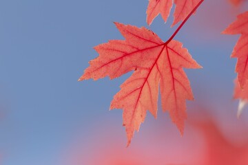 Vibrant red maple leaf on a tree branch against a blurry backdrop.