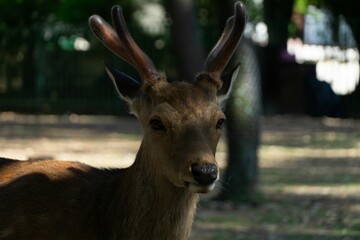 Naklejka na ściany i meble Deer with horns standing near the shade of a tree