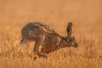 one European hare (Lepus europaeus) runs across a harvested stubble field