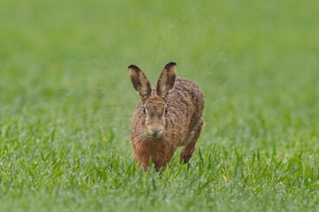 one Brown hare (Lepus europaeus) runs across a wet green field in the rain