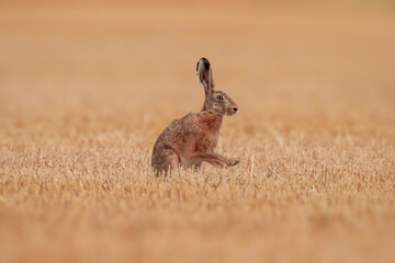 one European hare (Lepus europaeus) sits on a harvested stubble field