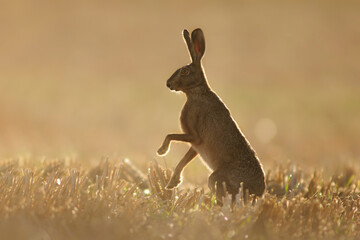one European hare (Lepus europaeus) stands on a harvested stubble field in the morning light