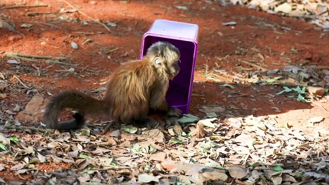 Little capuchin monkeys feeding on industrialized a&ccedil;a&iacute;
