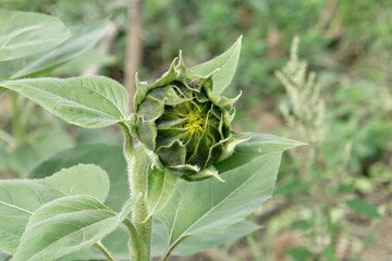 Closeup of green sunflower before bloom