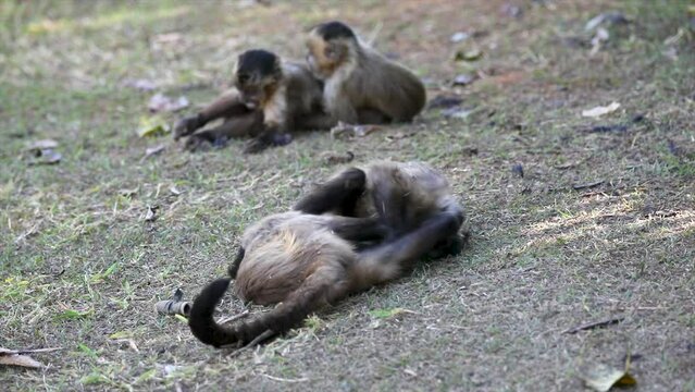 Little capuchin monkeys puppies playing wrestling