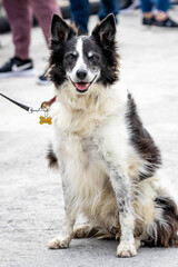 Close up portrait of Border Collie sheep dog sitting on leash