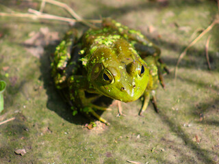 frog on land
