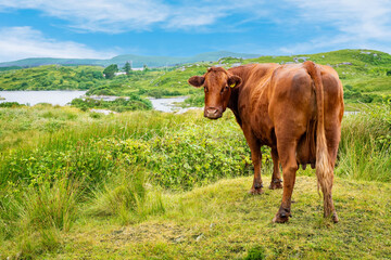 Scenic green landscape with cows and vivid blue sky and lake