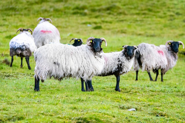 Fototapeta premium Sheep herd on emerald grass hill close up