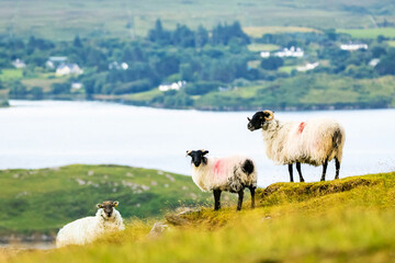 Scenic view on sheep near the lake with green hills landscape