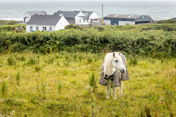 View of village with white horse at seaside on west coast of Ireland
