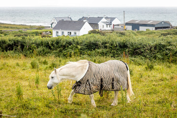 View of village with white horse at seaside on west coast of Ireland