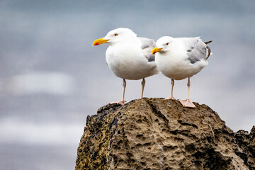 Pair of cute seagulls on the roak at the sea close up