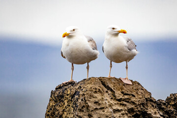 Pair of cute seagulls on the roak at the sea close up