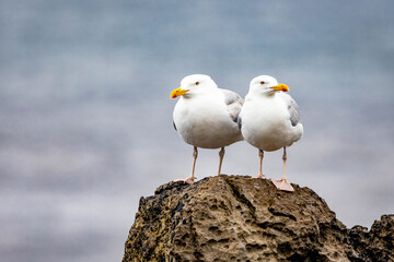 Pair of cute seagulls on the roak at the sea close up
