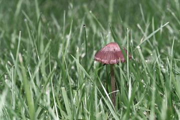 Brown mushroom Panaeolus Cinctulus growning in green grass - 631229008