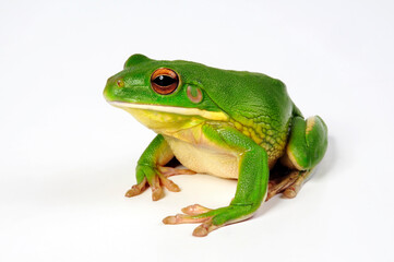 Fototapeta premium White-lipped tree frog // Neuguinea-Riesenlaubfrosch (Nyctimystes infrafrenatus / Litoria infrafrenata)