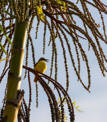 Yellow flycatcher Gracefully lurking hunter in palm tree with ripe fruit. Natural harmony in vivid colors.